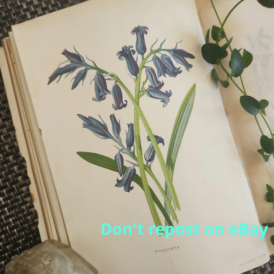植物図鑑　洋書　古書　ボタニカルアート　アンティーク　リトグラフ　27