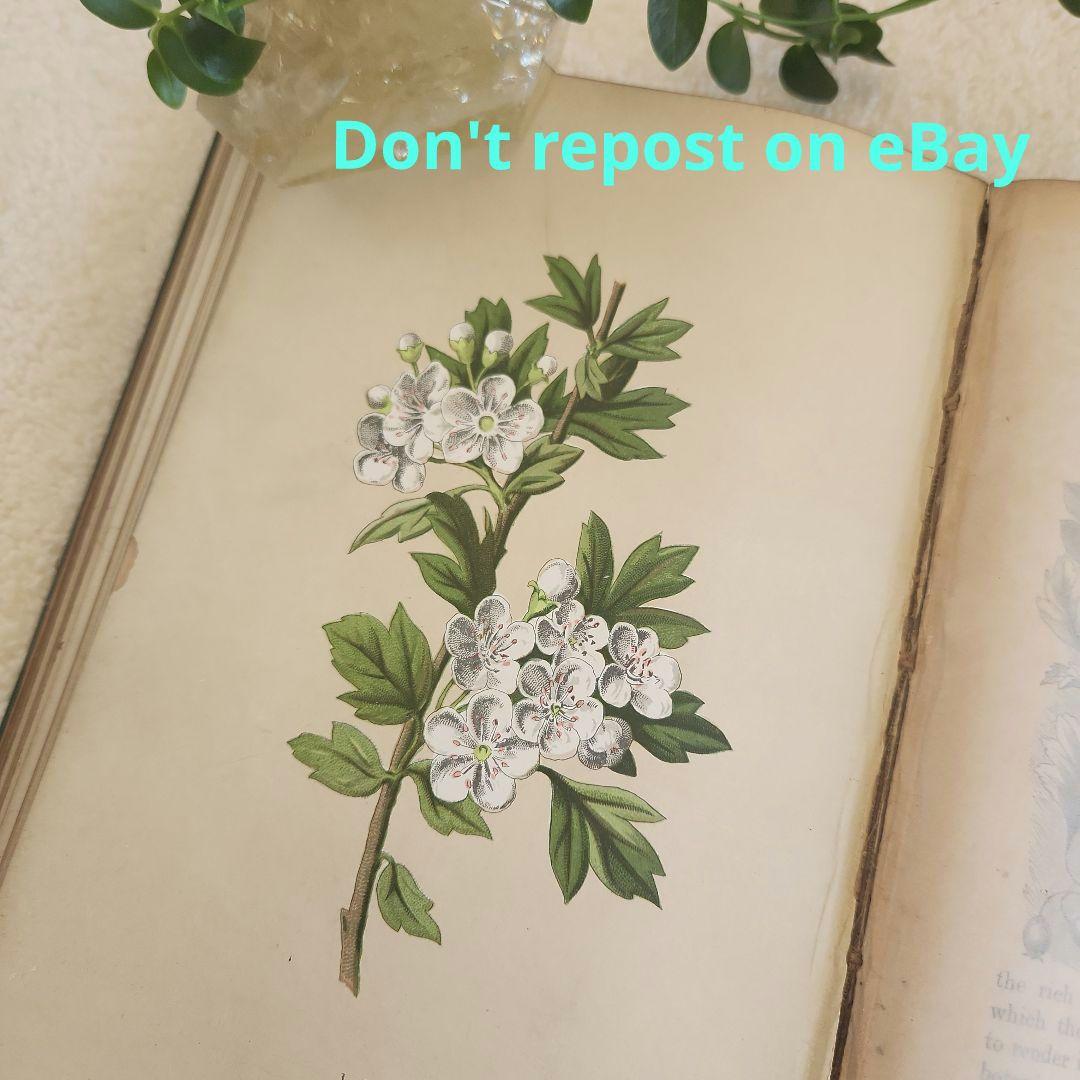 植物図鑑　洋書　古書　ボタニカルアート　アンティーク　リトグラフ　27