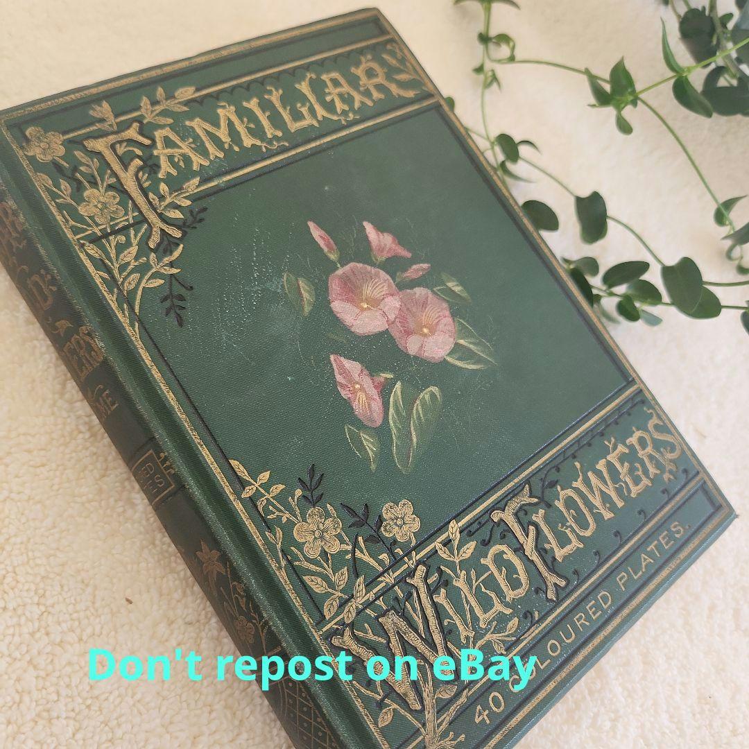 植物図鑑　洋書　古書　ボタニカルアート　アンティーク　リトグラフ　27