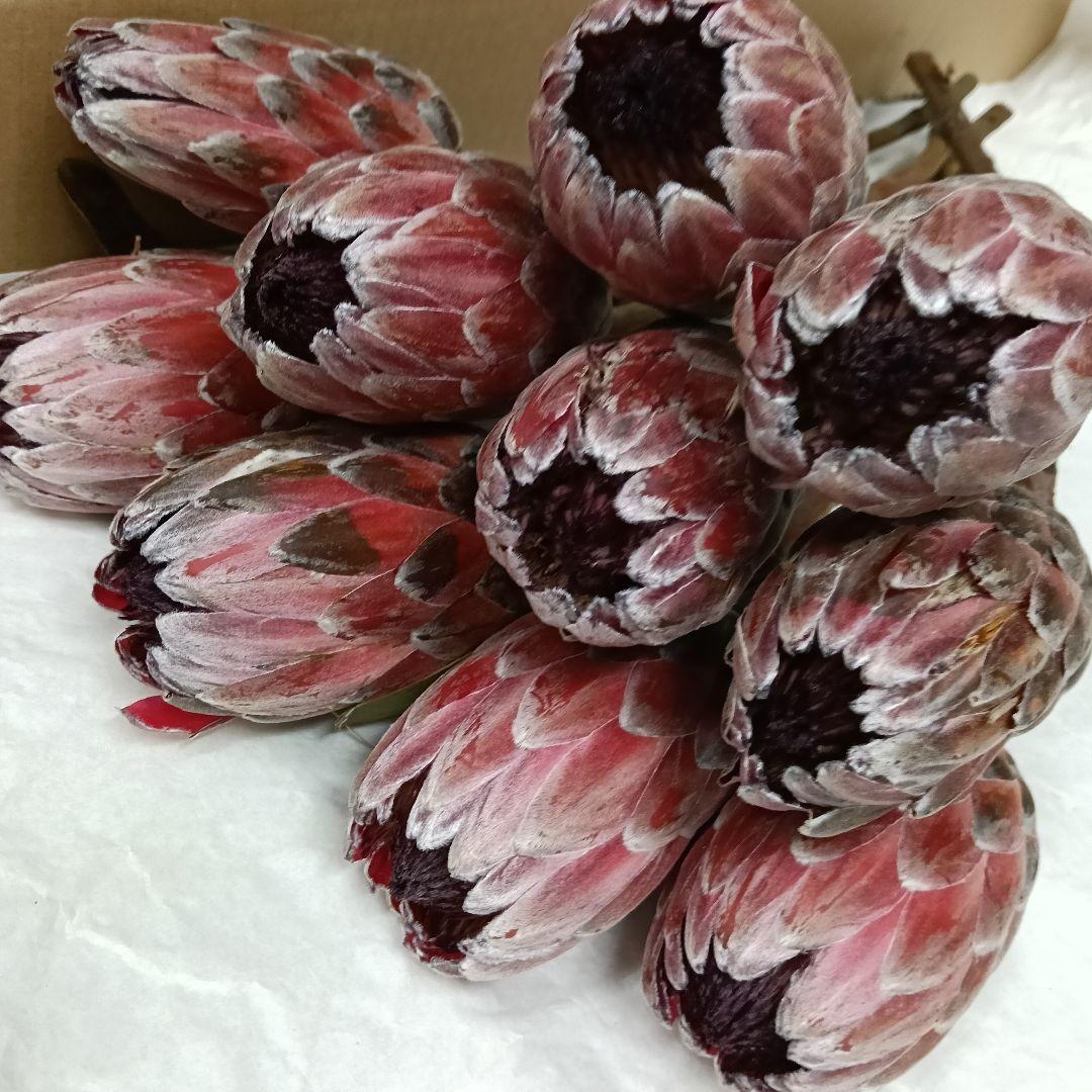 Sale‼️・ピンクアイス10本【葉無し】❗️他同梱多数❗️