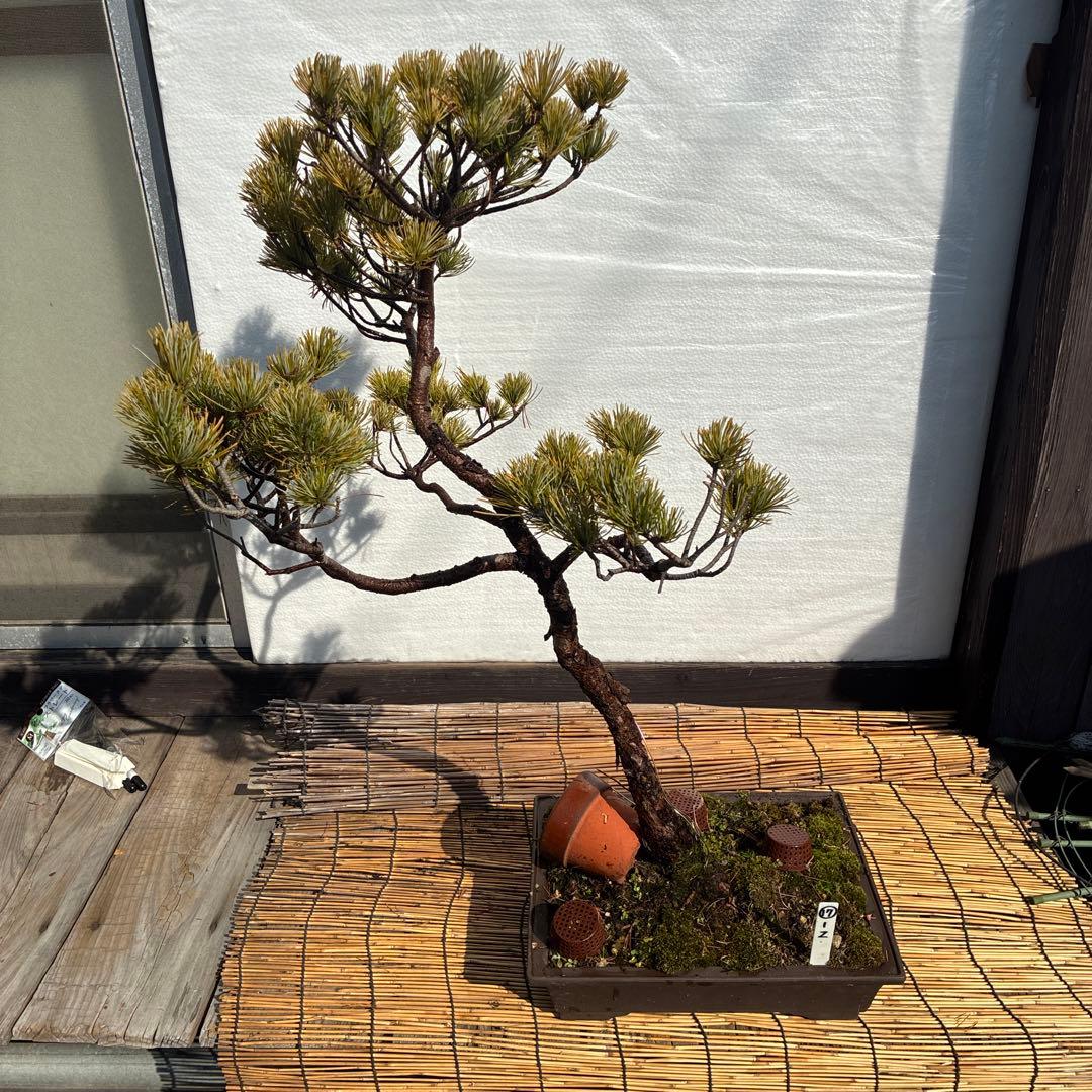 ★盆栽★ 赤石五葉松　Z-17 樹齢約50年以上 ★愛媛県より発送★