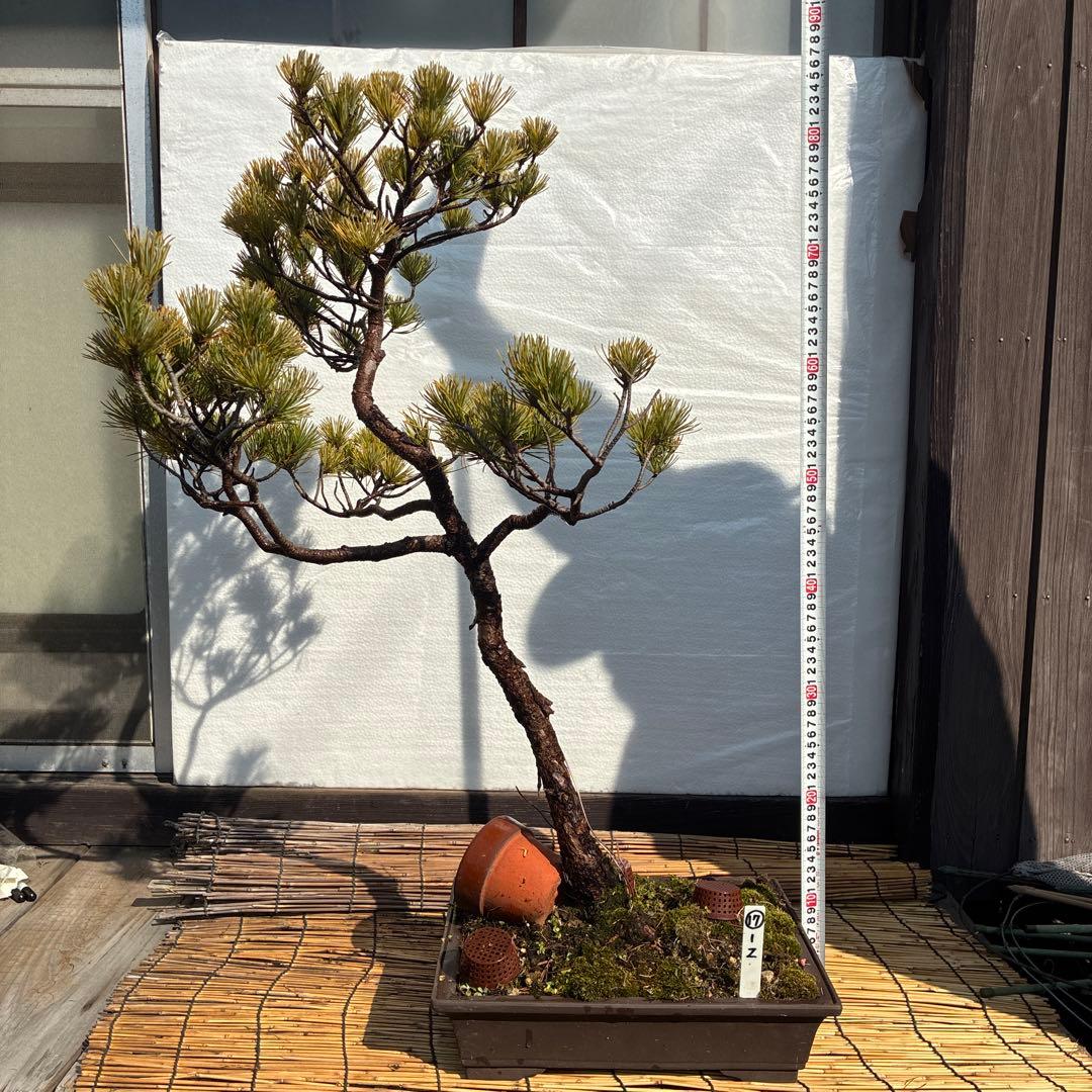 ★盆栽★ 赤石五葉松　Z-17 樹齢約50年以上 ★愛媛県より発送★