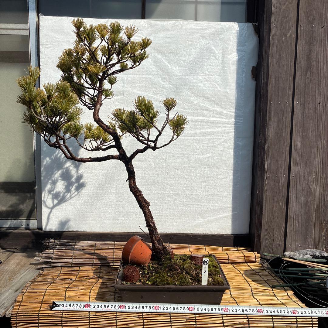 ★盆栽★ 赤石五葉松　Z-17 樹齢約50年以上 ★愛媛県より発送★