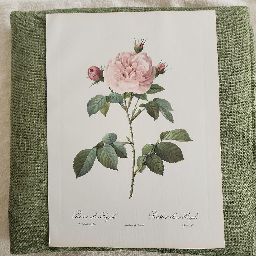 絵画 The Best of Redoute 's ROSES 1960