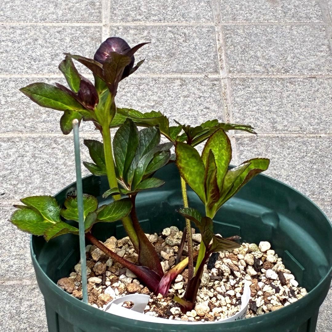 ☘️ラスト☘️大株☘️2年管理☘️6号ロング☘️タグ付⭐️SD⭐️BLACK⭐️ASHWOOD⭐️