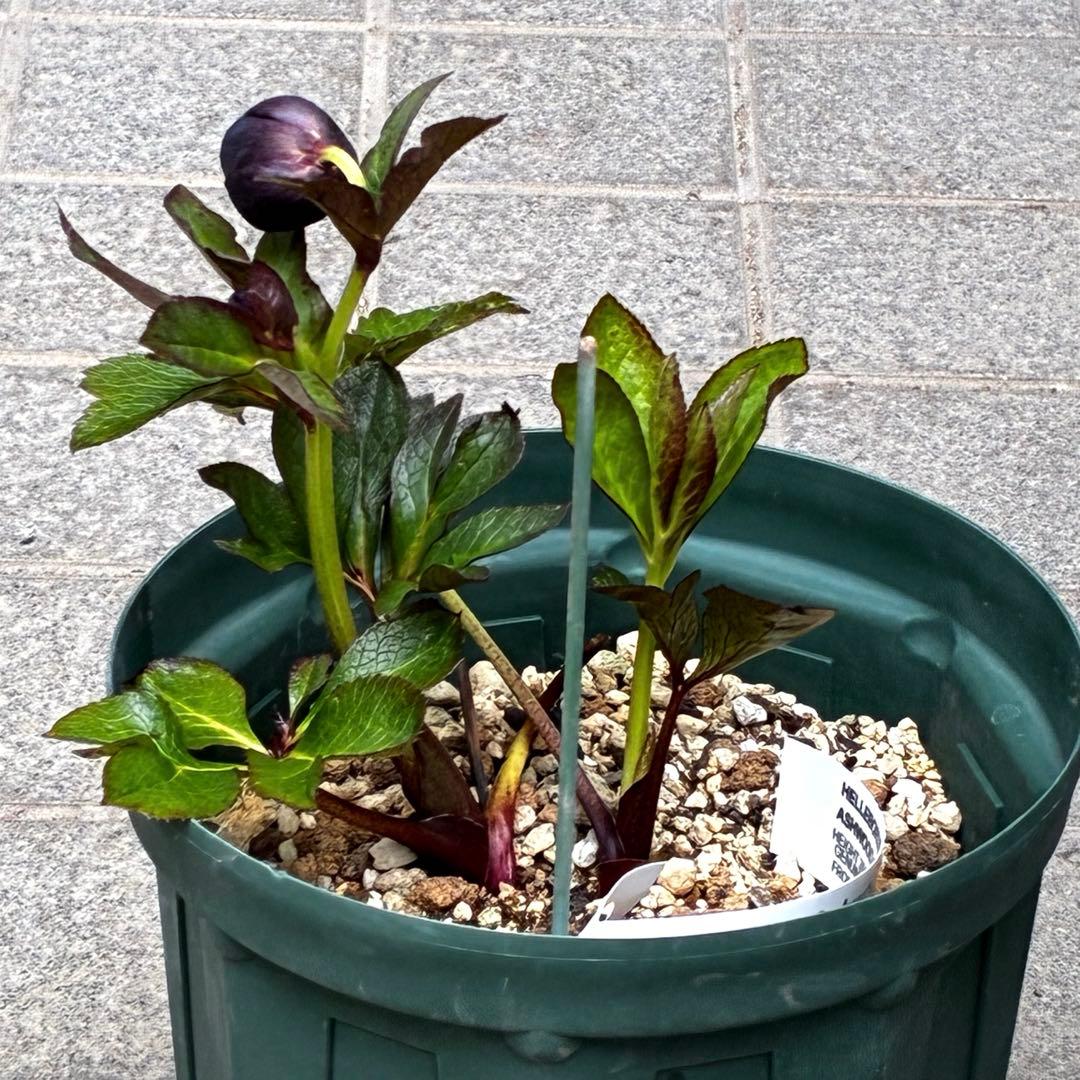 ☘️ラスト☘️大株☘️2年管理☘️6号ロング☘️タグ付⭐️SD⭐️BLACK⭐️ASHWOOD⭐️