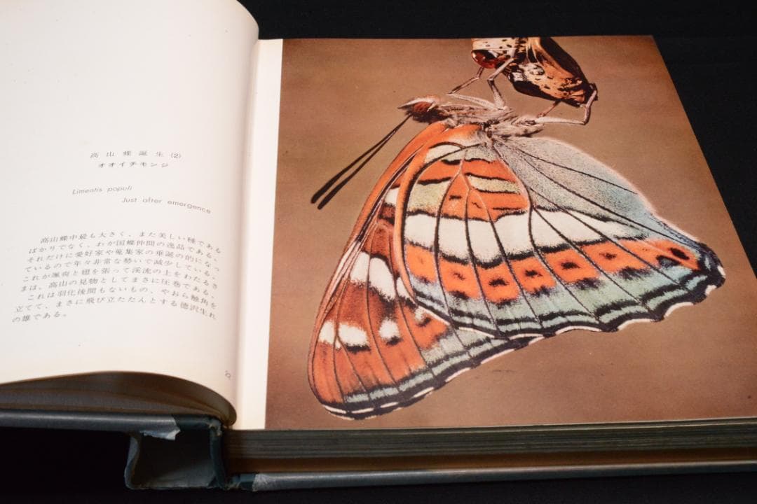 田淵行男 写真集【高山蝶】　昭和34年　初版発行