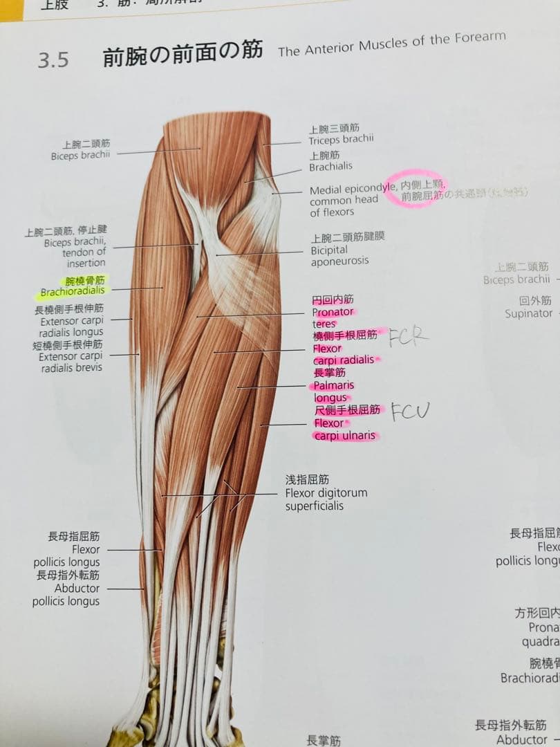 プロメテウス解剖学アトラス 第2版　3冊セット