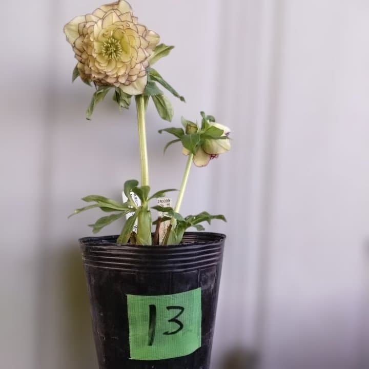 加藤農園。クリーム色と紫の縁取りの花アフロディーテ多弁系八重咲き。No13。