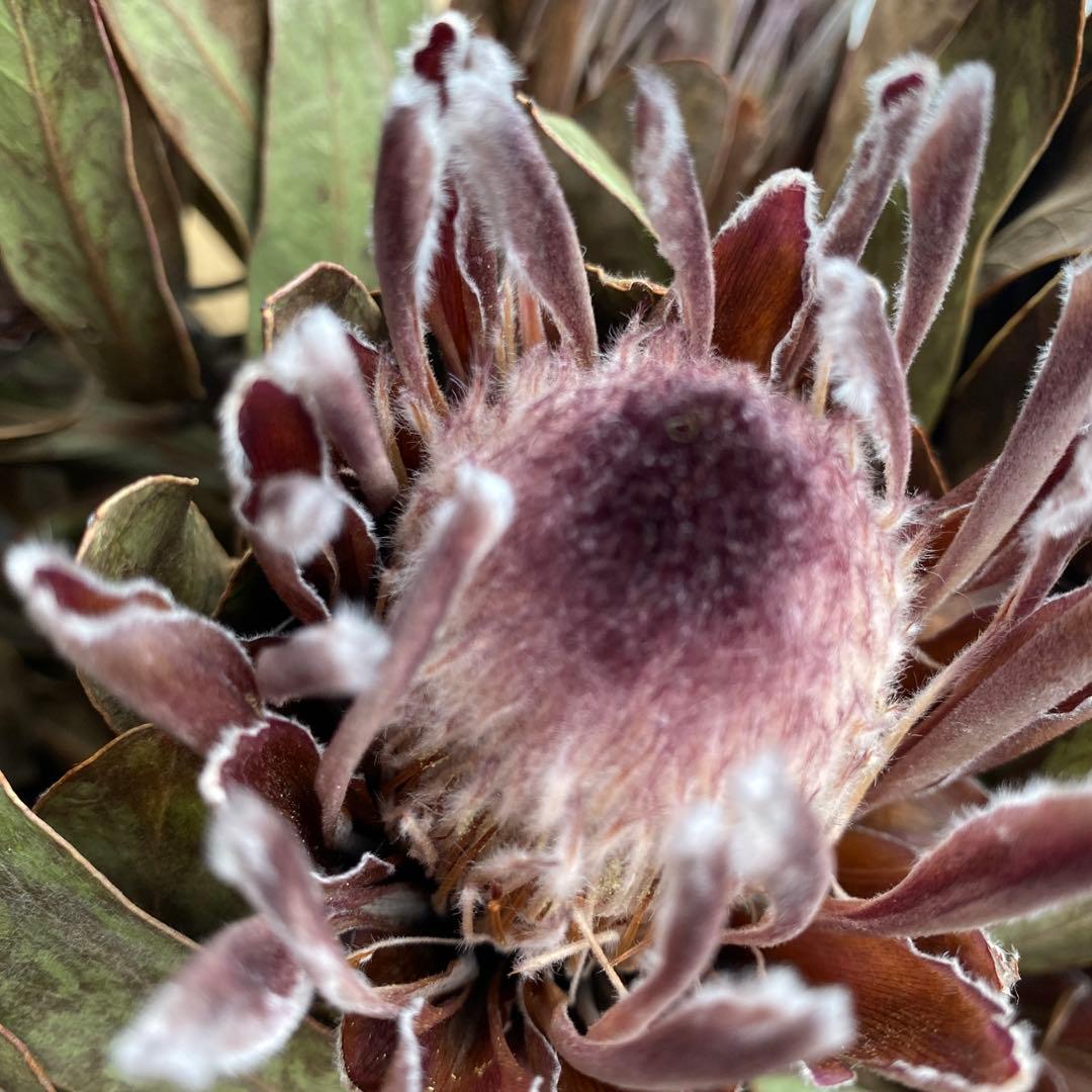 ドライフラワー花材プロテア30cm前後15本4月15日まで