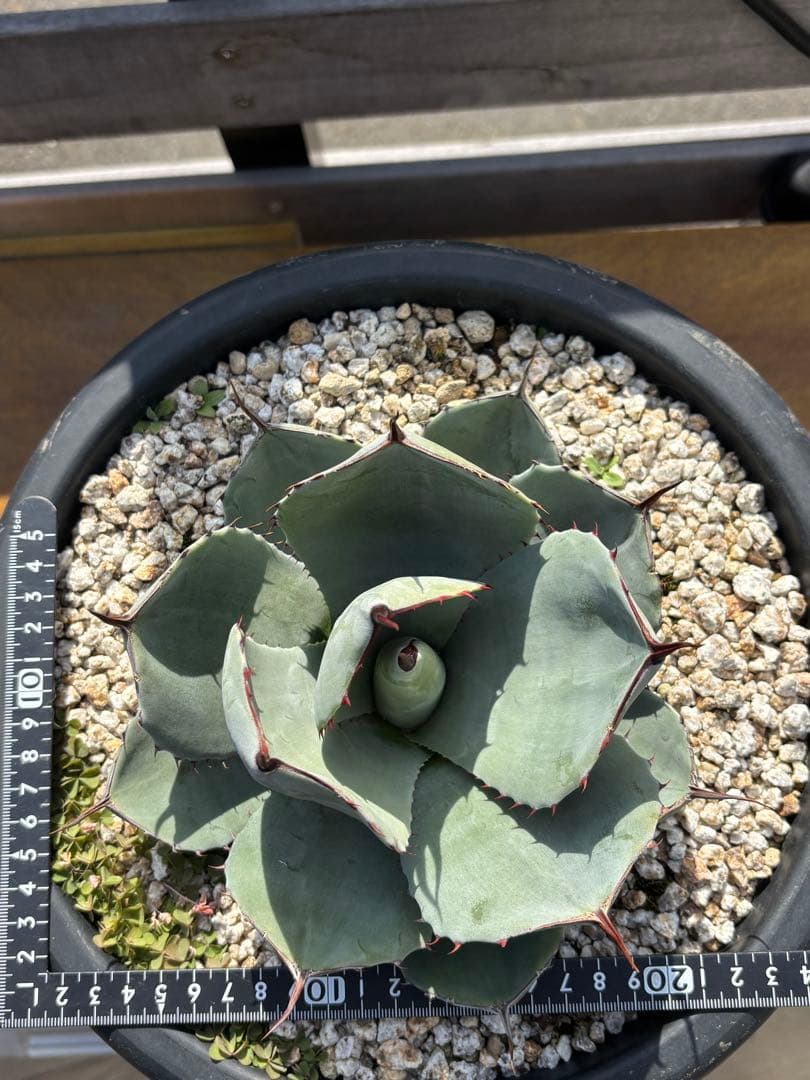 アガベ　パリー　トランカータ　9号鉢　丸葉　Ｂ