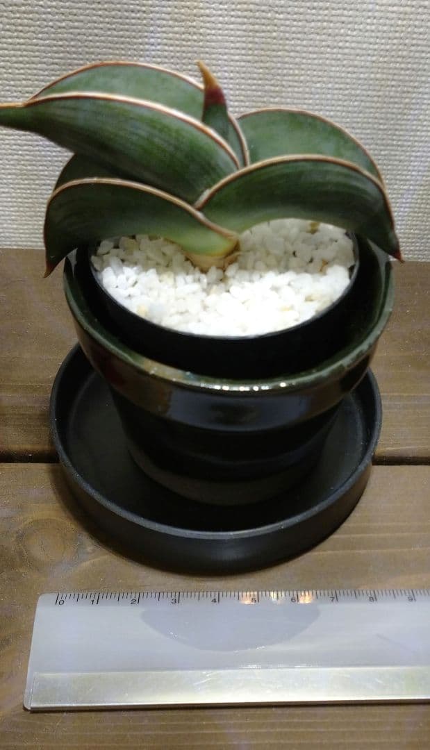 肉厚葉 美覆輪斑 サンスベリア高級品種 ロリダ