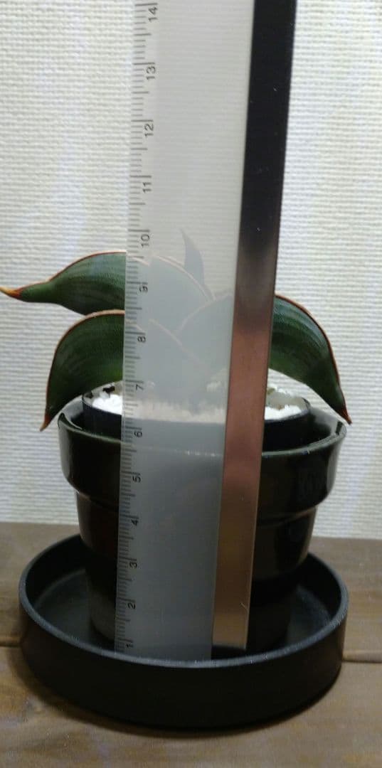 肉厚葉 美覆輪斑 サンスベリア高級品種 ロリダ