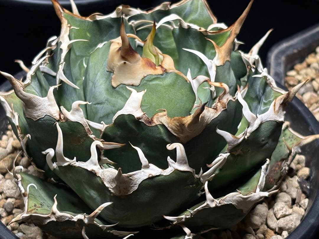 【アガベ チタノタ 白鯨】強棘・トップ極上株、現物親株