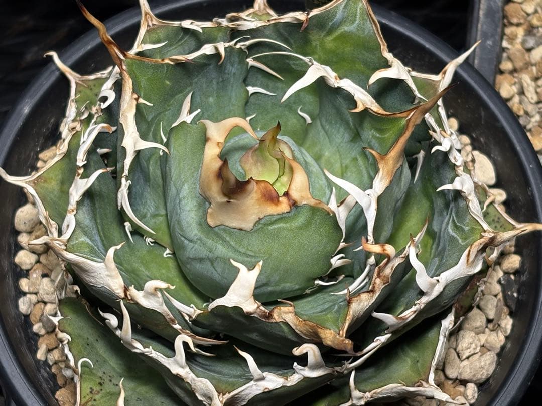 【アガベ チタノタ 白鯨】強棘・トップ極上株、現物親株