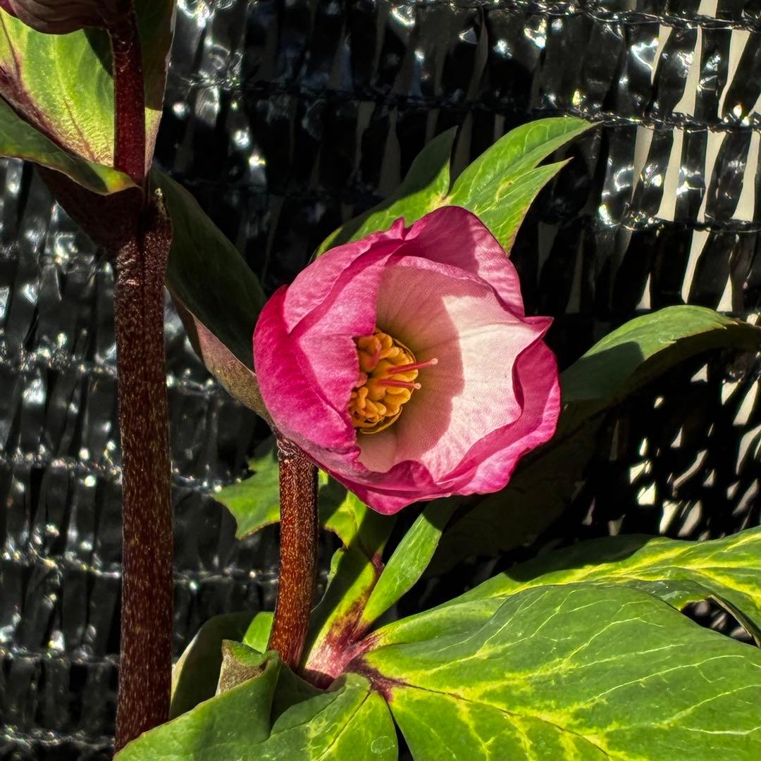 849☘️タグ付☘️超希少☘️⭐️ATLAS⭐️Pink Ice Hyb⭐️ASHWOOD⭐️