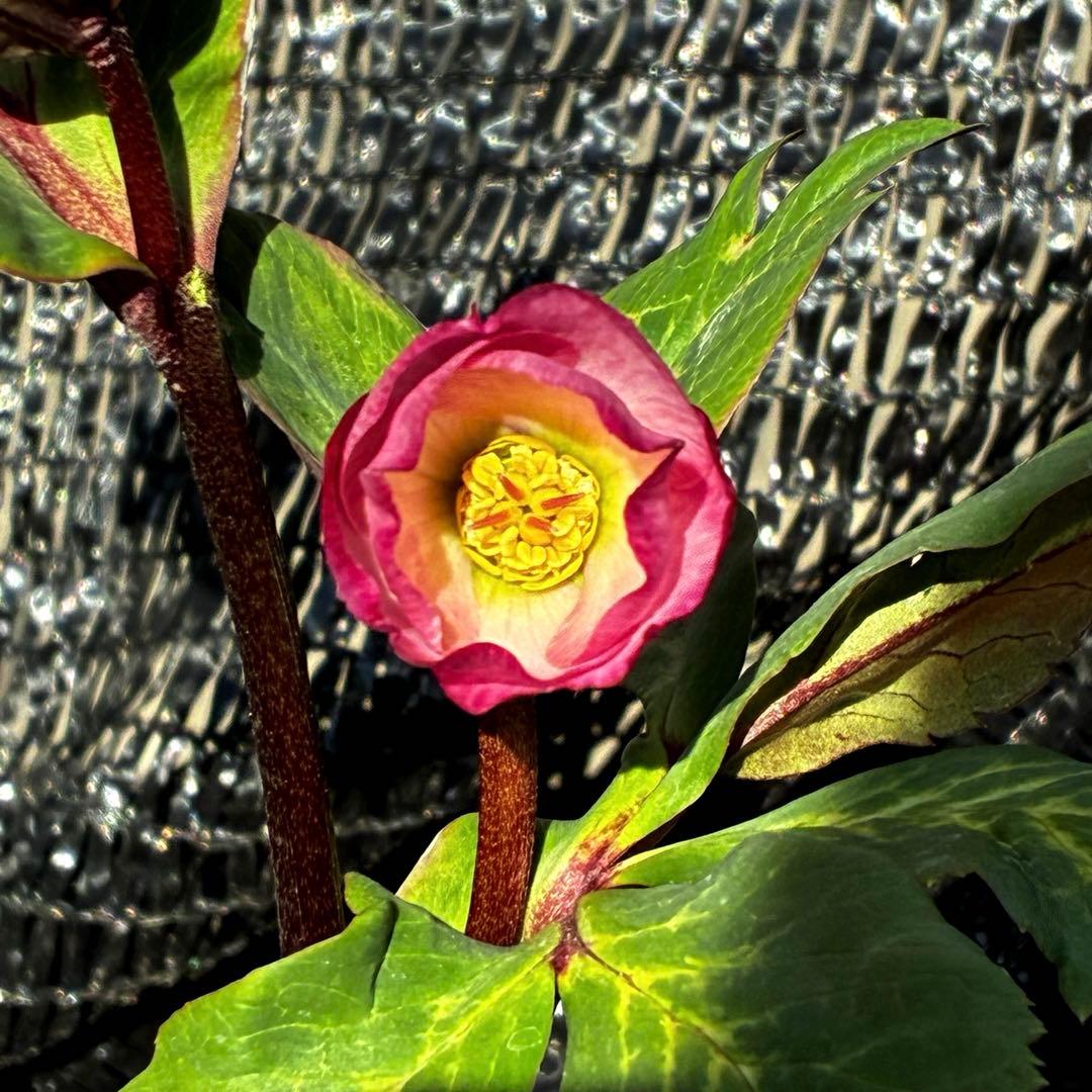 849☘️タグ付☘️超希少☘️⭐️ATLAS⭐️Pink Ice Hyb⭐️ASHWOOD⭐️