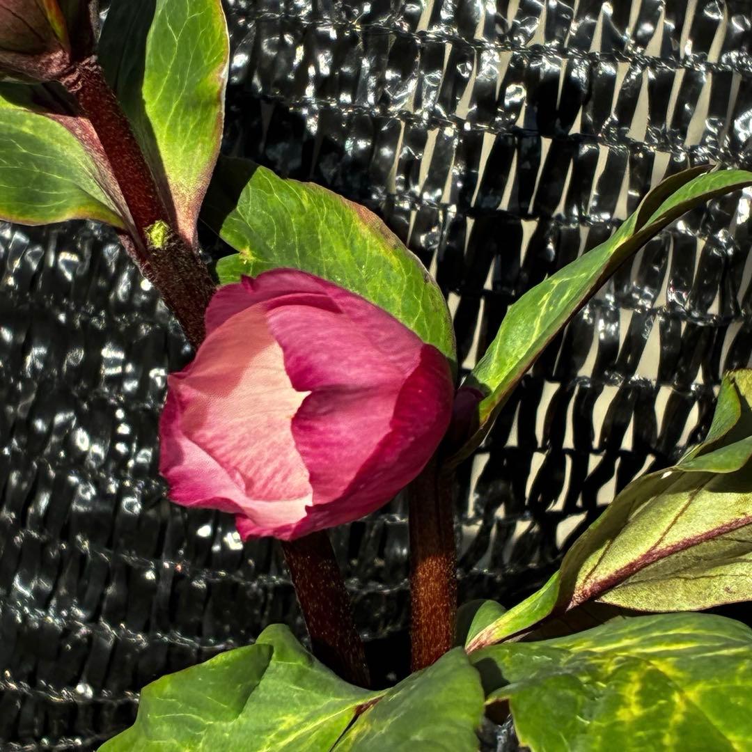 849☘️タグ付☘️超希少☘️⭐️ATLAS⭐️Pink Ice Hyb⭐️ASHWOOD⭐️