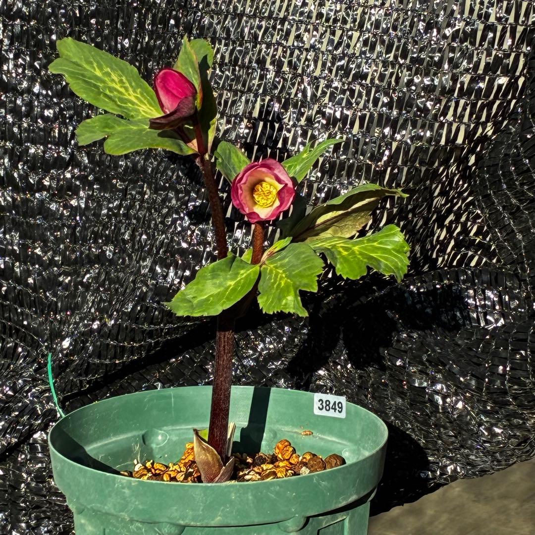 849☘️タグ付☘️超希少☘️⭐️ATLAS⭐️Pink Ice Hyb⭐️ASHWOOD⭐️