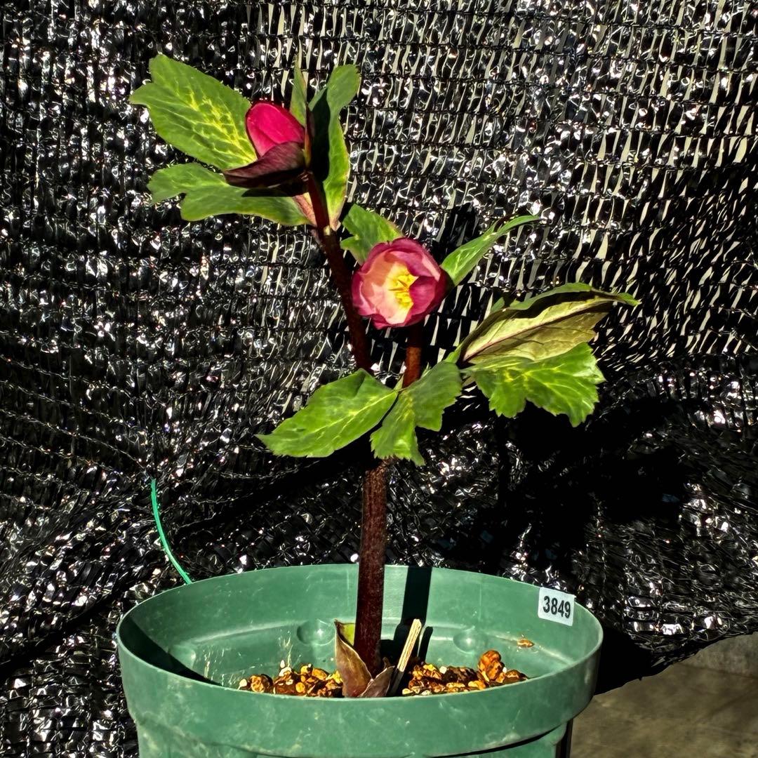 849☘️タグ付☘️超希少☘️⭐️ATLAS⭐️Pink Ice Hyb⭐️ASHWOOD⭐️