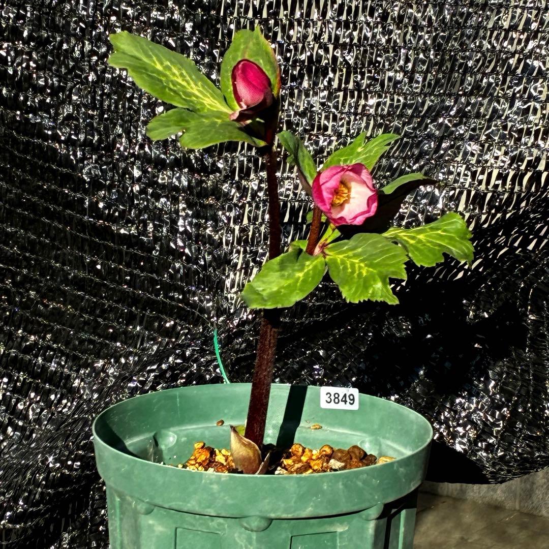 849☘️タグ付☘️超希少☘️⭐️ATLAS⭐️Pink Ice Hyb⭐️ASHWOOD⭐️