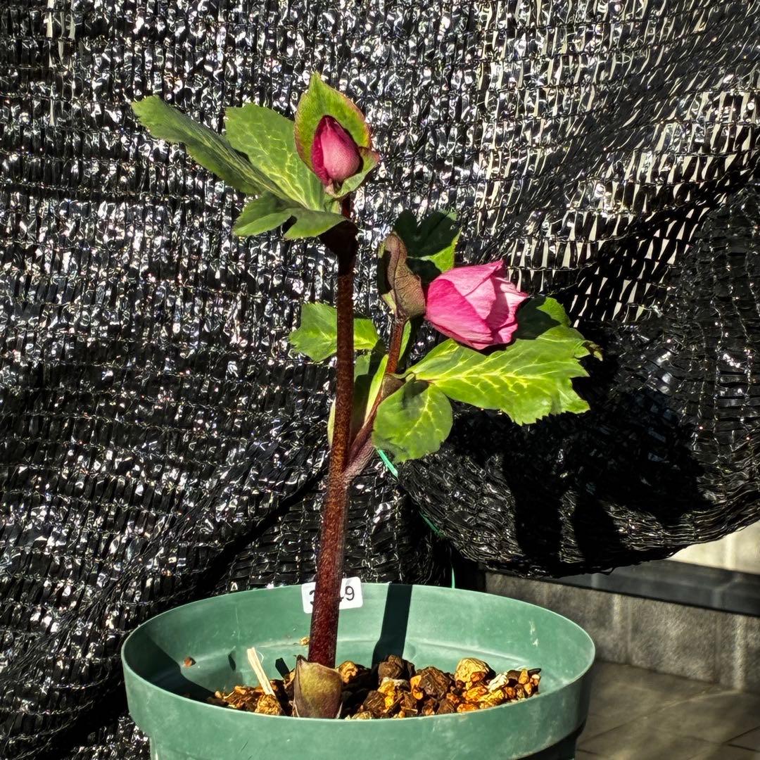 849☘️タグ付☘️超希少☘️⭐️ATLAS⭐️Pink Ice Hyb⭐️ASHWOOD⭐️