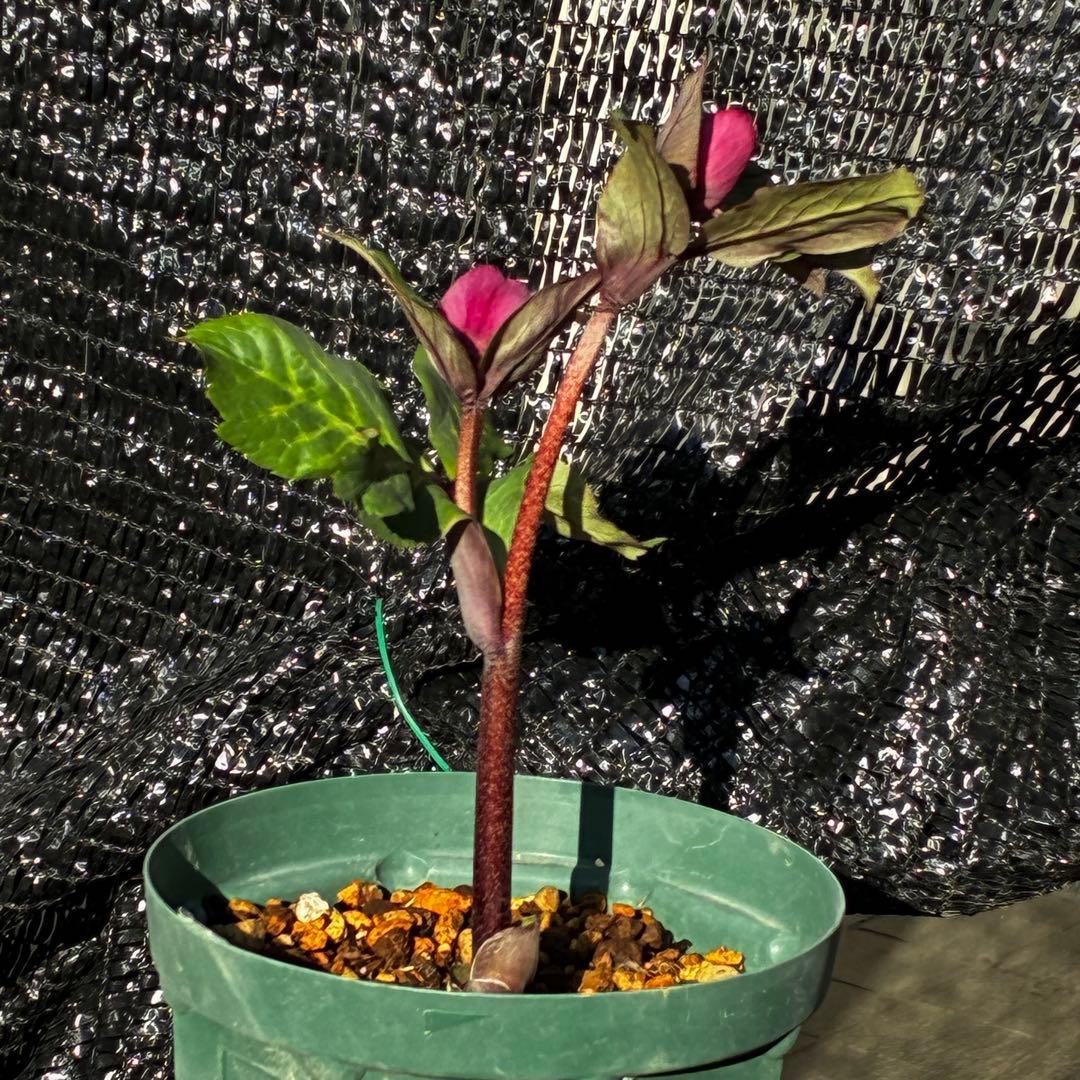 849☘️タグ付☘️超希少☘️⭐️ATLAS⭐️Pink Ice Hyb⭐️ASHWOOD⭐️