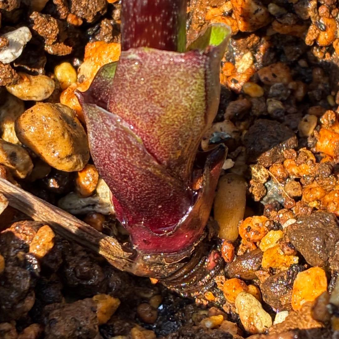 849☘️タグ付☘️超希少☘️⭐️ATLAS⭐️Pink Ice Hyb⭐️ASHWOOD⭐️