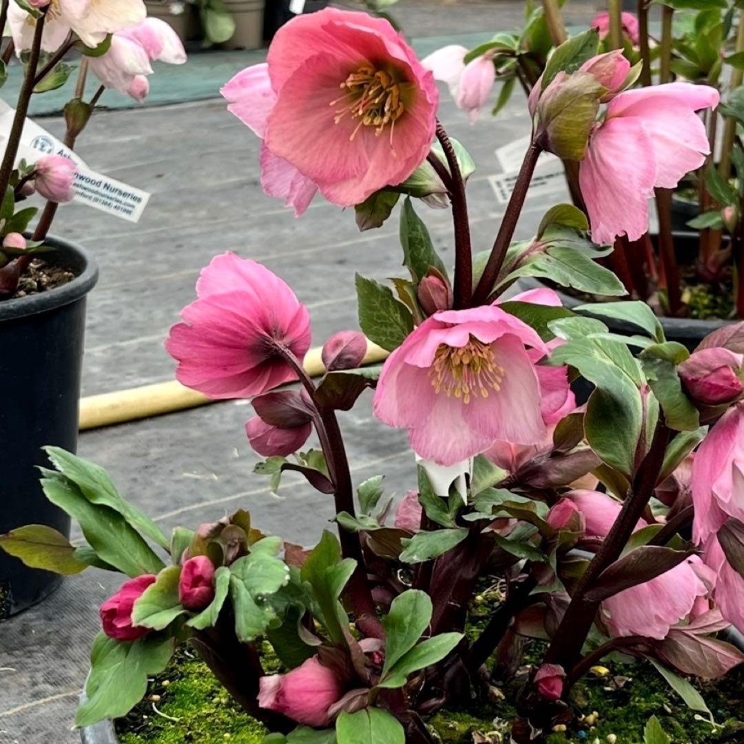 849☘️タグ付☘️超希少☘️⭐️ATLAS⭐️Pink Ice Hyb⭐️ASHWOOD⭐️