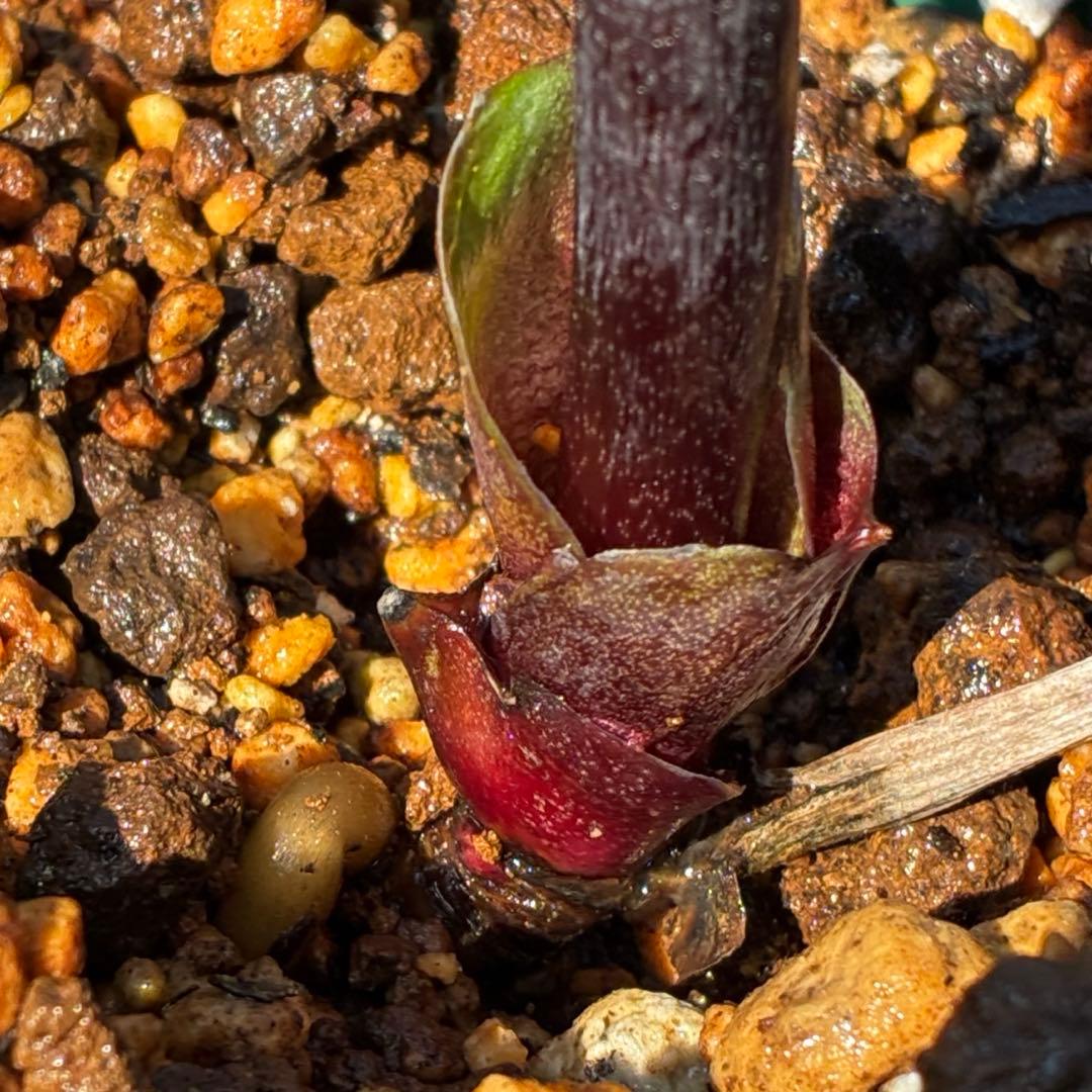 849☘️タグ付☘️超希少☘️⭐️ATLAS⭐️Pink Ice Hyb⭐️ASHWOOD⭐️