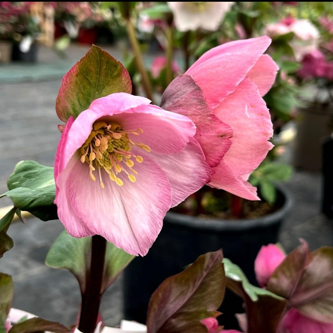 849☘️タグ付☘️超希少☘️⭐️ATLAS⭐️Pink Ice Hyb⭐️ASHWOOD⭐️