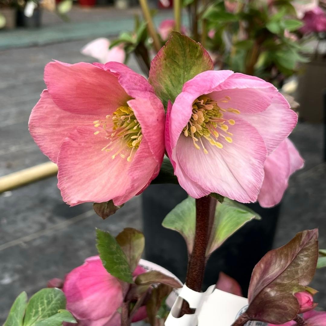 849☘️タグ付☘️超希少☘️⭐️ATLAS⭐️Pink Ice Hyb⭐️ASHWOOD⭐️