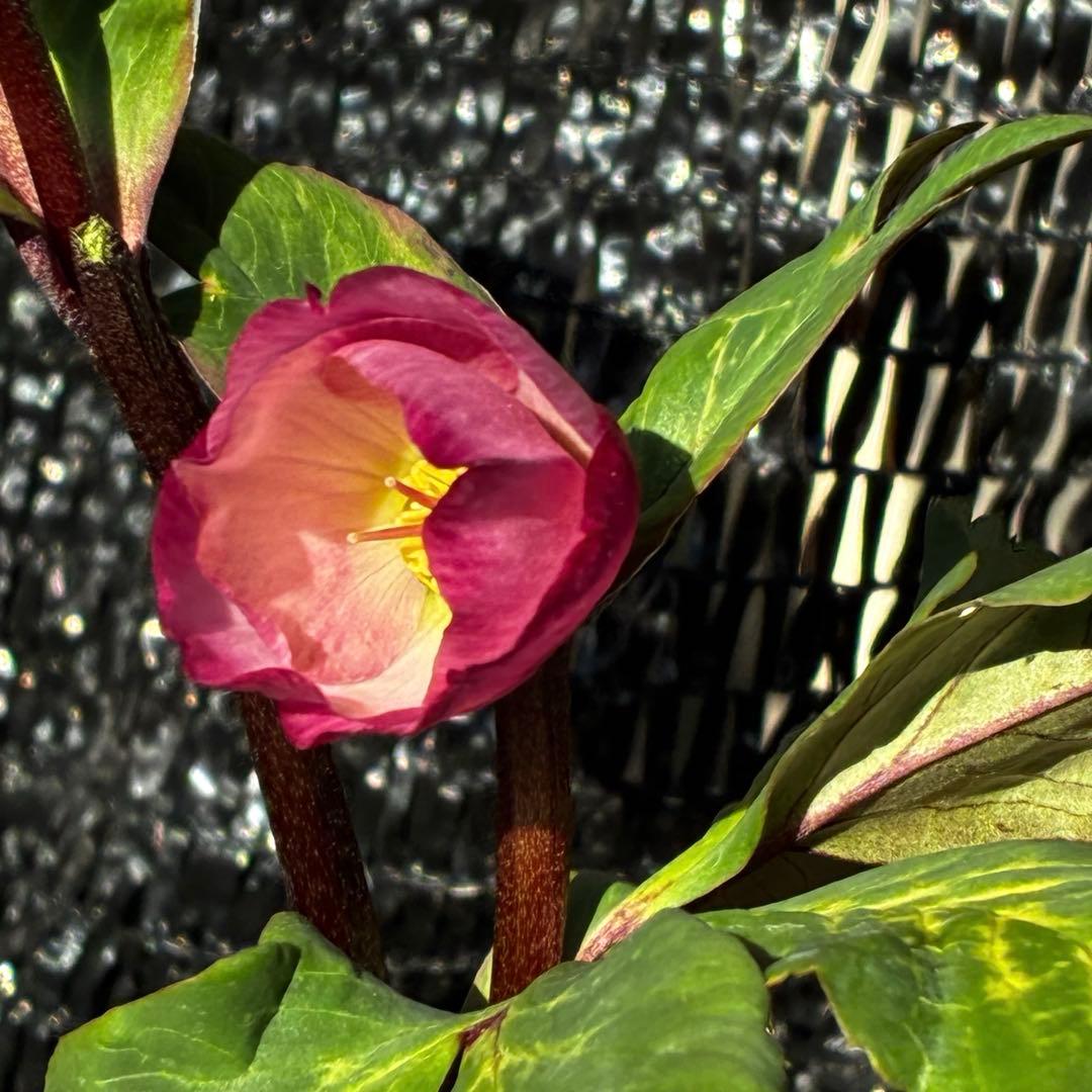 849☘️タグ付☘️超希少☘️⭐️ATLAS⭐️Pink Ice Hyb⭐️ASHWOOD⭐️