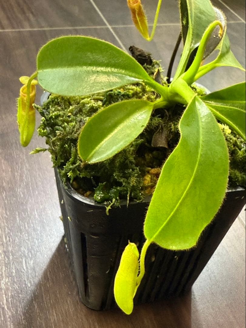 食虫植物N. xkinabaluensis x xharryana #NNN