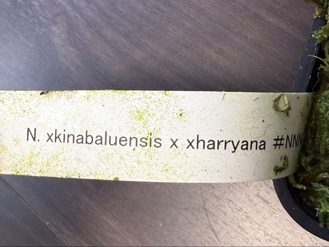 食虫植物N. xkinabaluensis x xharryana #NNN