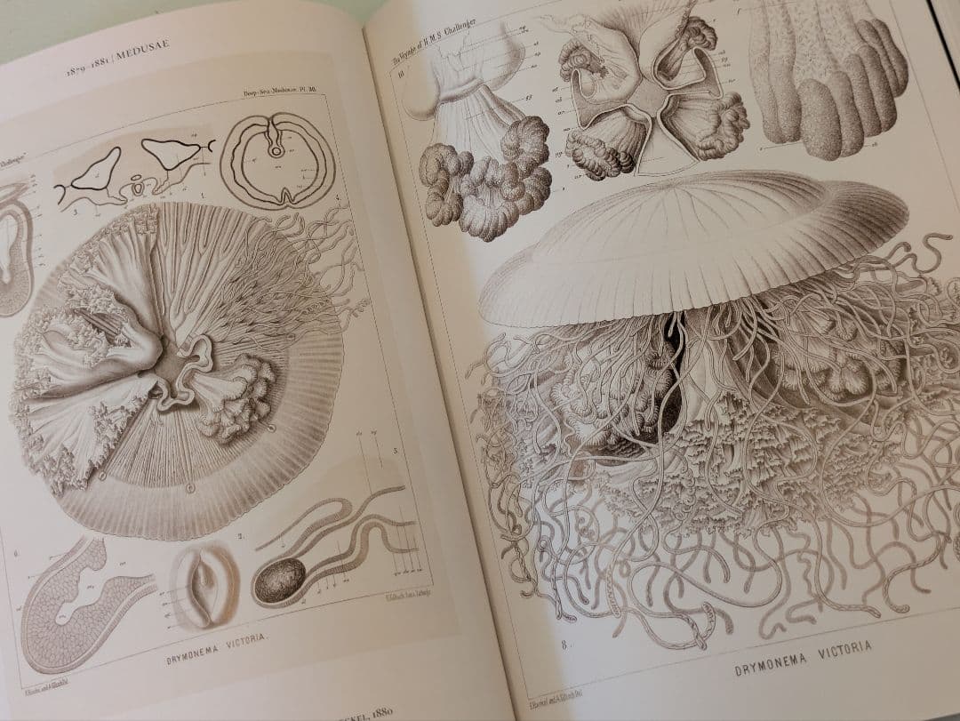 【新品】Ernst Haeckel / Taschen ヘッケル タッシェン