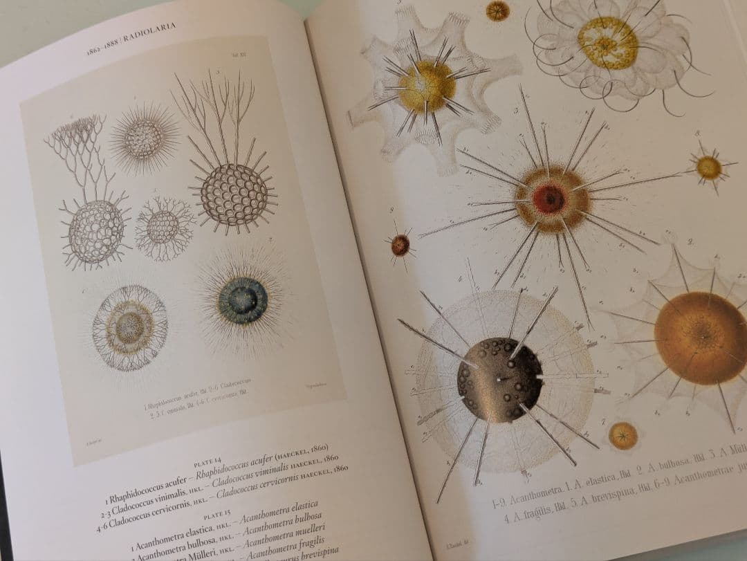 【新品】Ernst Haeckel / Taschen ヘッケル タッシェン
