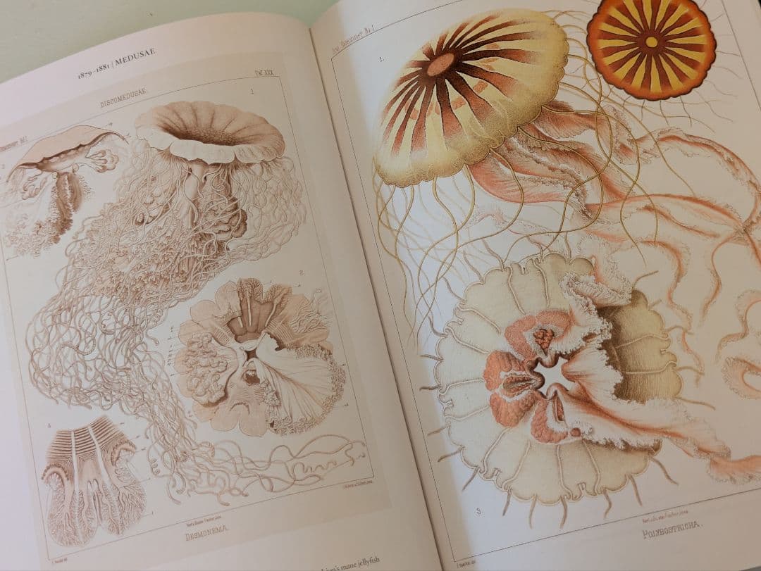 【新品】Ernst Haeckel / Taschen ヘッケル タッシェン
