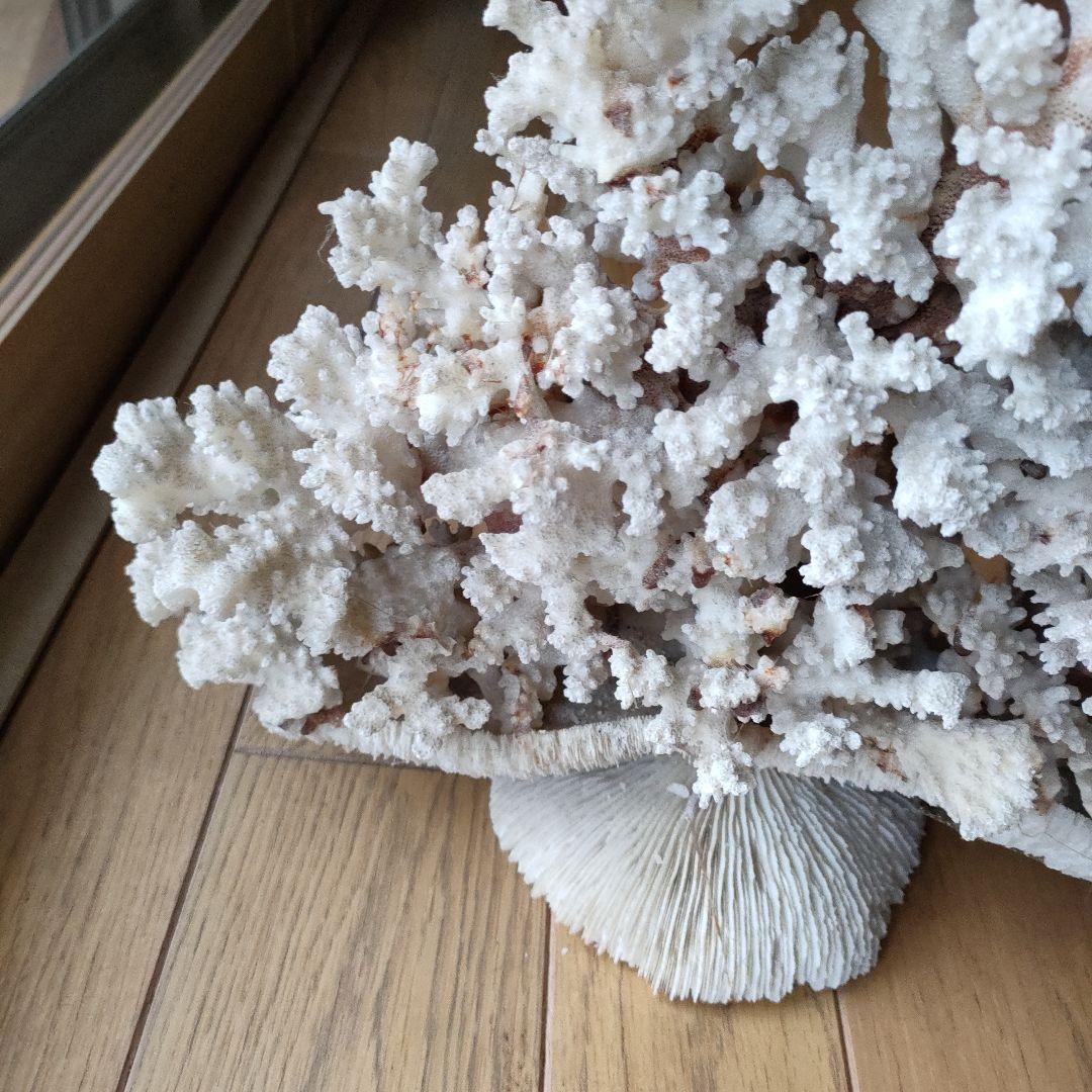 サンゴ 珊瑚 置物 雑貨 インテリア28 cmX 34 cm