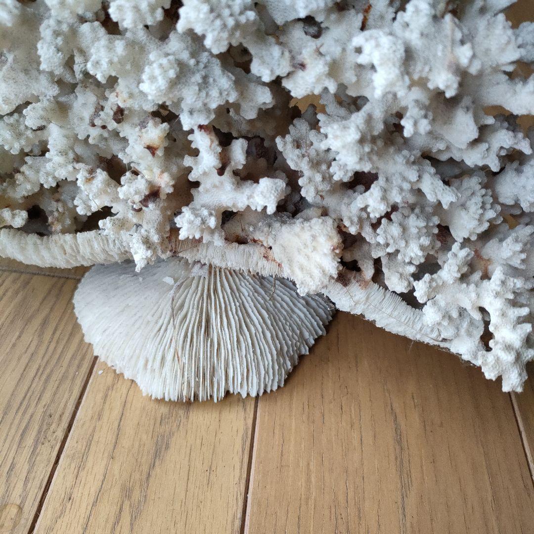 サンゴ 珊瑚 置物 雑貨 インテリア28 cmX 34 cm