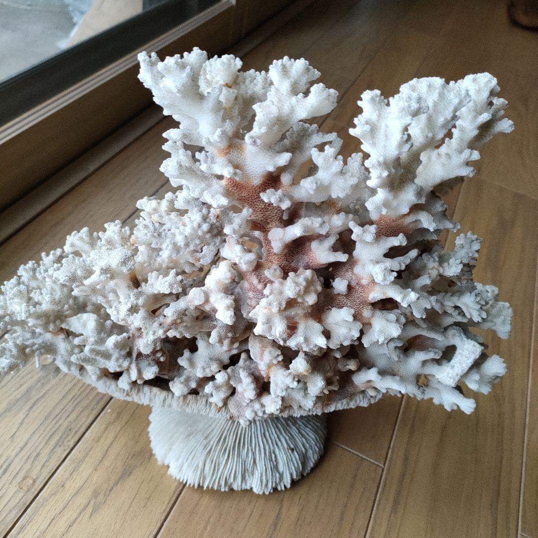 サンゴ 珊瑚 置物 雑貨 インテリア28 cmX 34 cm