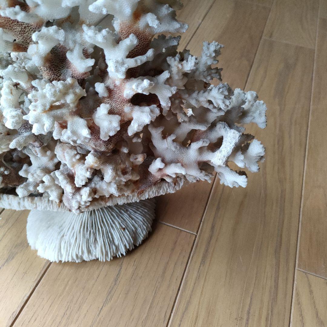 サンゴ 珊瑚 置物 雑貨 インテリア28 cmX 34 cm