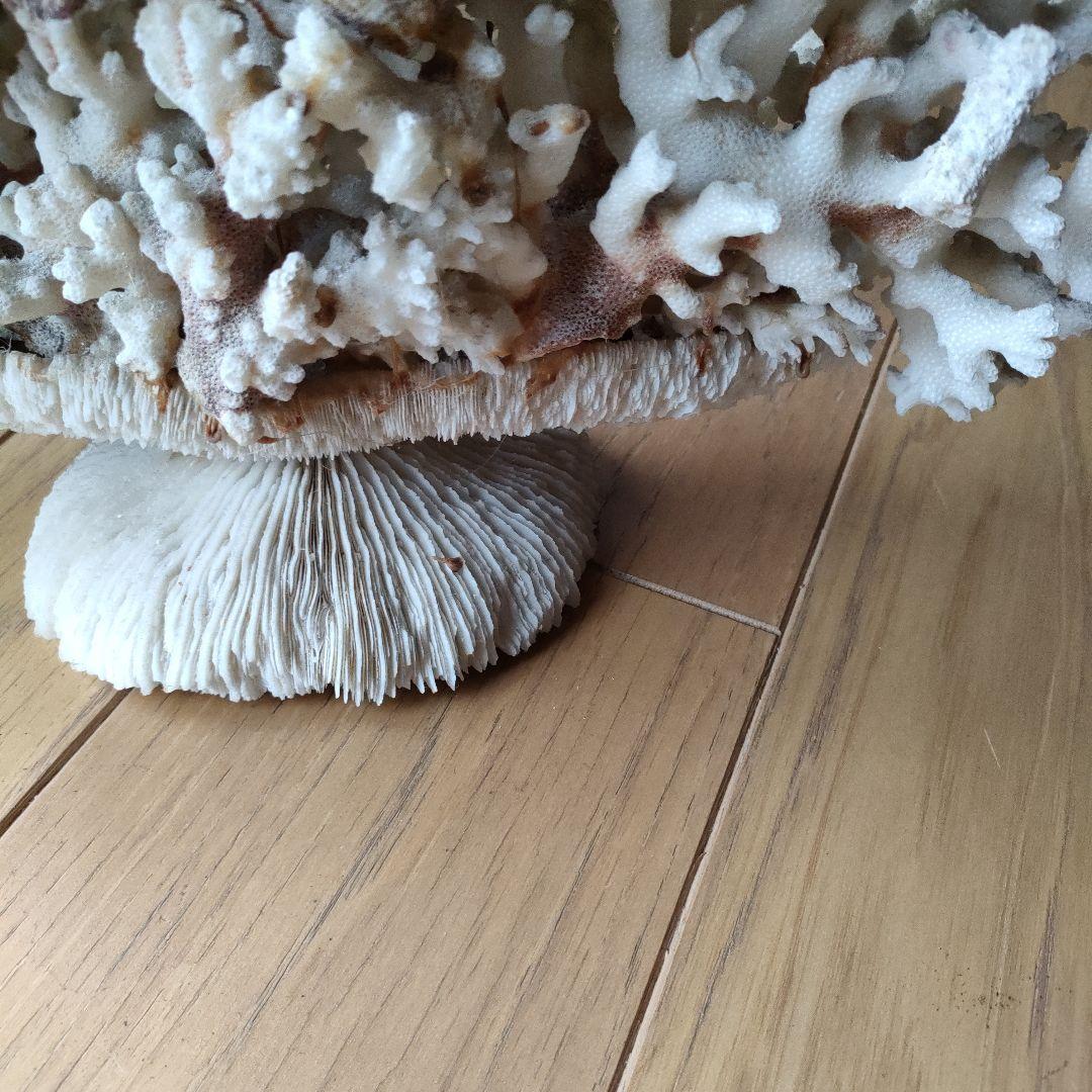 サンゴ 珊瑚 置物 雑貨 インテリア28 cmX 34 cm