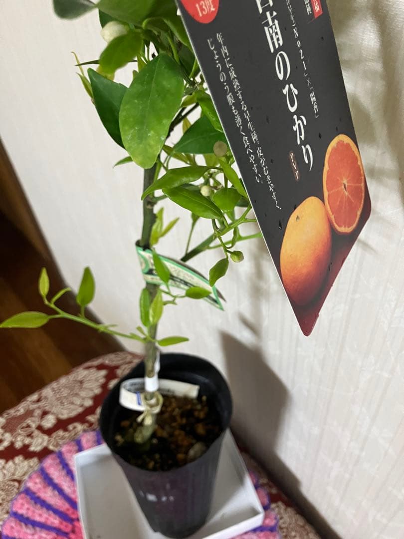 みかん苗木　西南のひかり　接木　　蕾付き