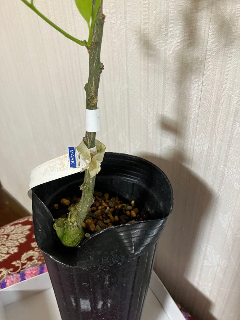 みかん苗木　西南のひかり　接木　　蕾付き