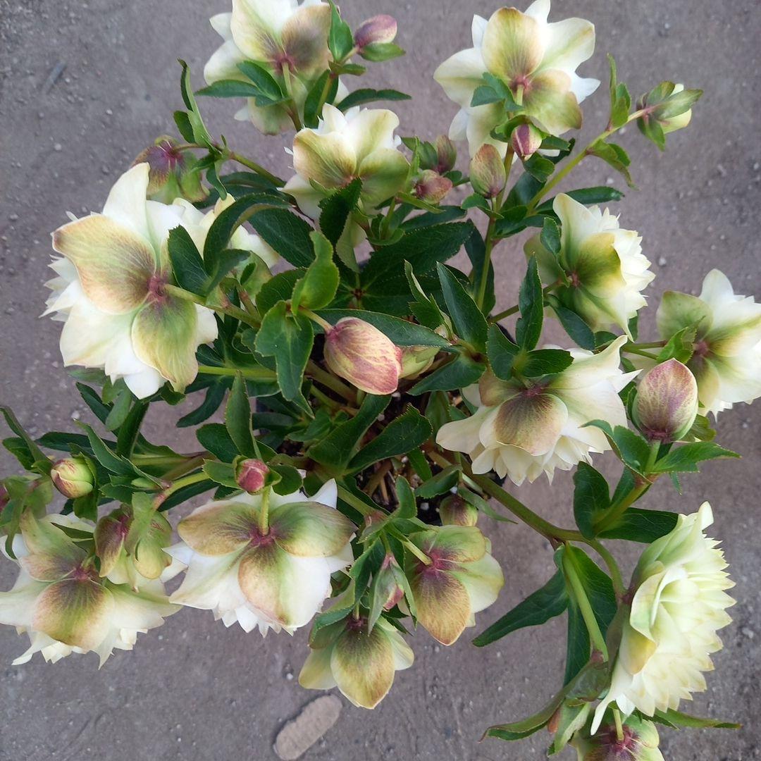 専用、火曜日まで！クリームイエロー多弁咲き⭐クリスマスローズ、大苗、開花株