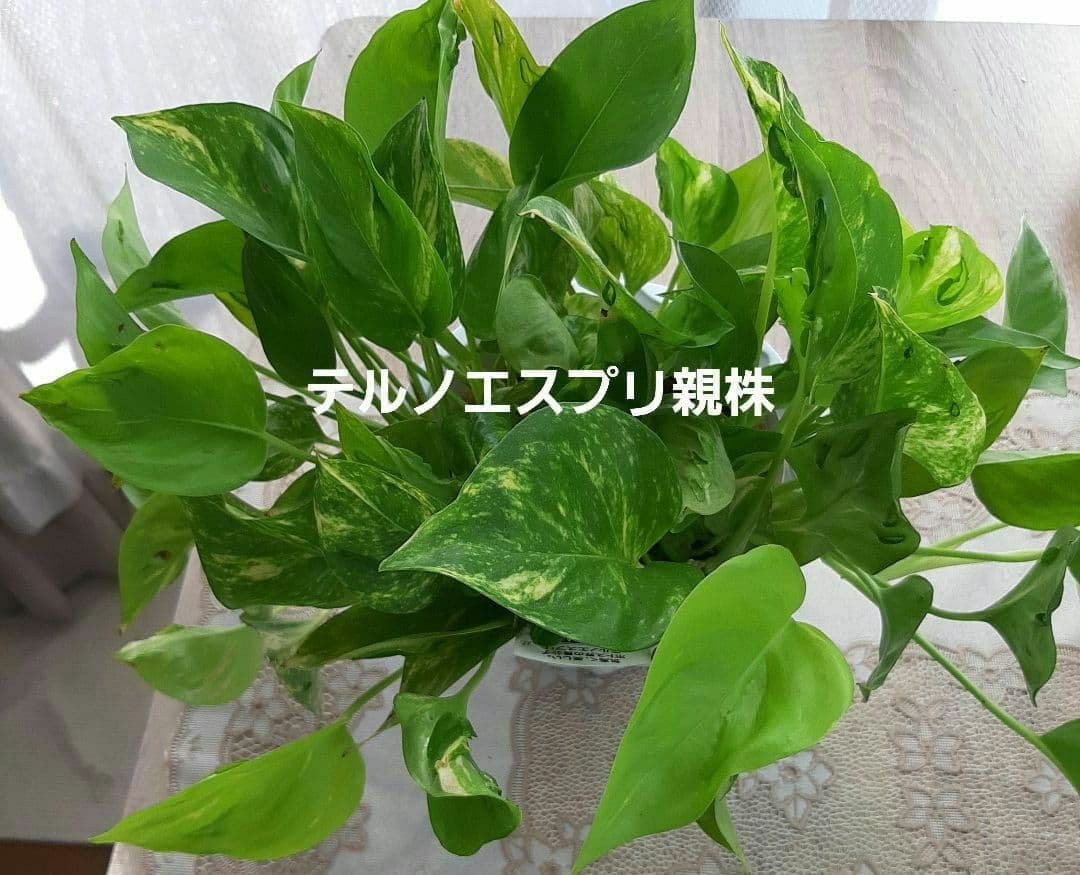 ゆきだるま　ポトスリクエスト