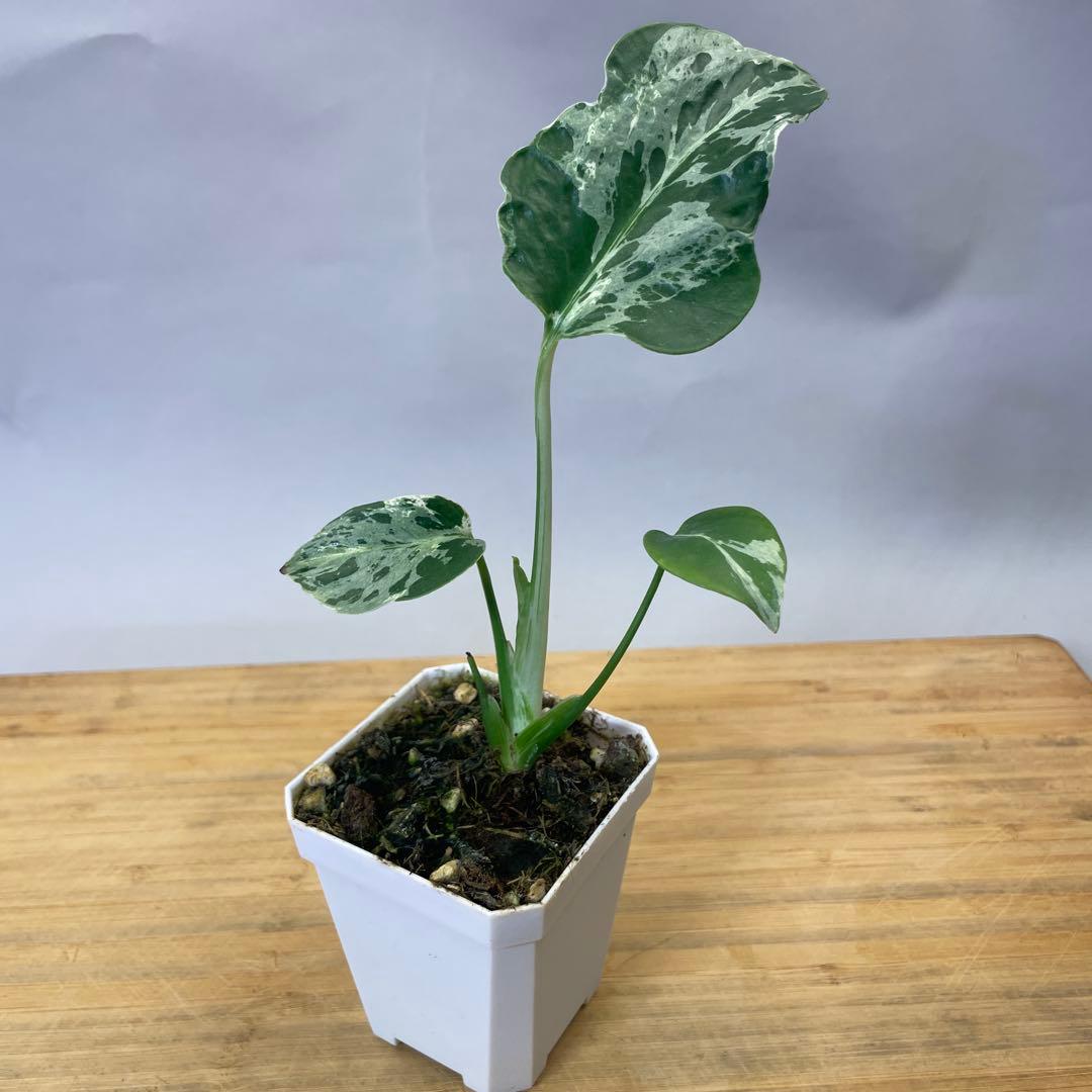 ま*7様 Q555 品種保証！斑入り保証！Bulbasaurモンステラ バルバソ