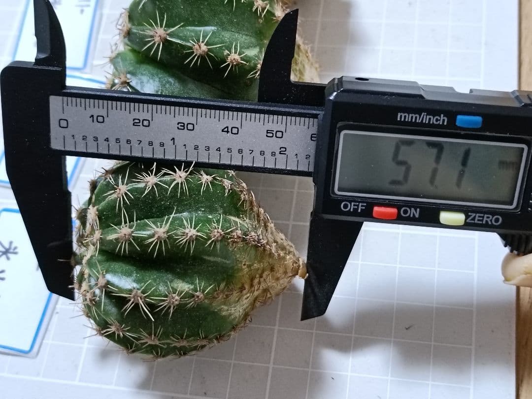 111-chii465商品　花サボテン　カキコ