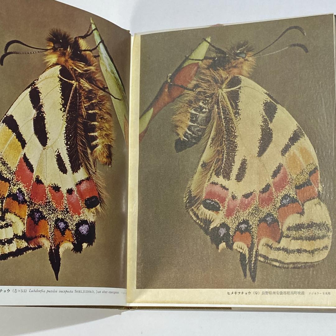 生態写真 ヒメギフチョウ 田淵行男